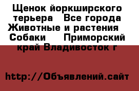 Щенок йоркширского терьера - Все города Животные и растения » Собаки   . Приморский край,Владивосток г.
